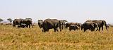 TANZANIA - Serengeti National Park - 080